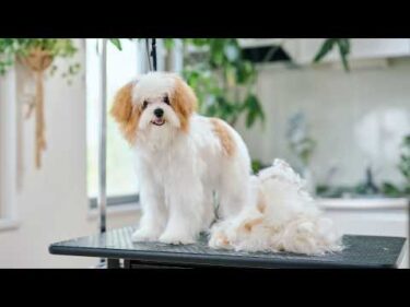 大変身！生後6ヶ月チワプーの子犬がはじめてトリミングしたら