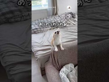 嬉しいときの遠吠えが尊い🤭｜PECO