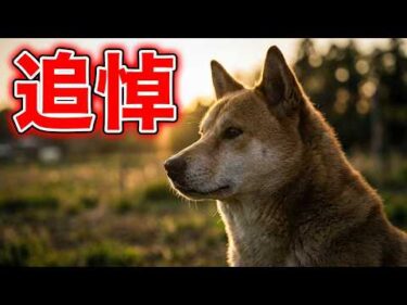 【追悼動画】ややこしい人達カツオくんピンチ！