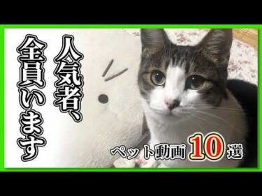 【10選】視聴者さんが選んだ名作、集めました🏆✨｜PECO