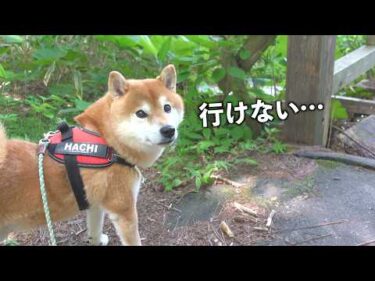 柴犬はこれ以上進めませんでした