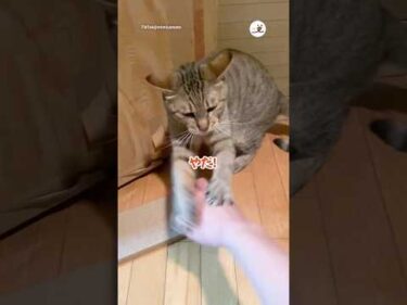 おばあちゃん家が好きすぎて…｜PECO