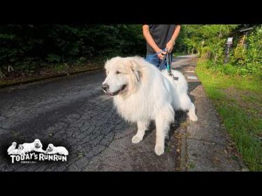 梅雨の合間に張り切って道路まで歩いたアランです　Great Pyrenees　グレートピレニーズ
