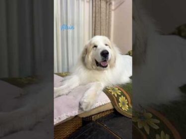 Alain アラン #greatpyrenees #todaysrunrun #グレートピレニーズ #今日のルンルン