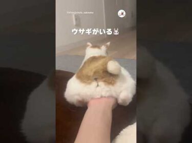 うちの子の後ろ姿ウサギに見える｜PECO
