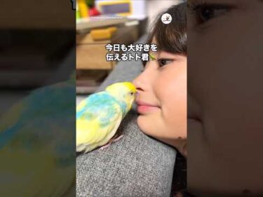 今日も大好きを伝えるインコ🦜｜PECO