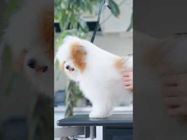 【動画全編は⬆️】モサモサすぎる子犬が大変身したら・・・