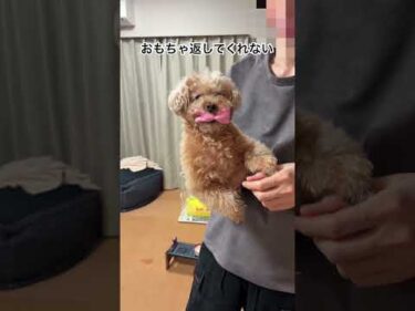 おもちゃを返したくない愛犬 #dog #トイプードル #犬 #可愛い