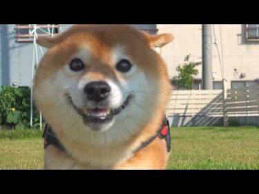いなかったパパを見つけた瞬間、柴犬は別犬になりました