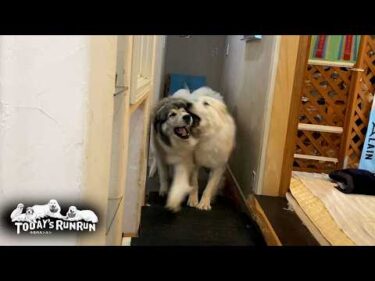 家の中でも構う事なく暴れまくるベルとリリーです　Great Pyrenees　グレートピレニーズ