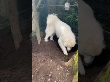 Lily リリー #greatpyrenees #todaysrunrun #グレートピレニーズ #今日のルンルン