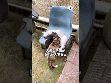 大きな子猫が紛れ込んでるw｜PECO