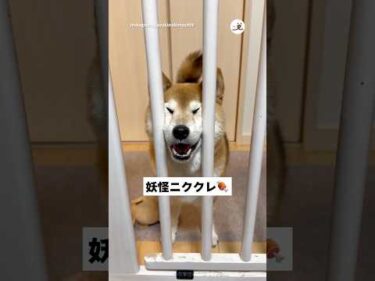 スペアリブ煮始めたら妖怪来た｜PECO