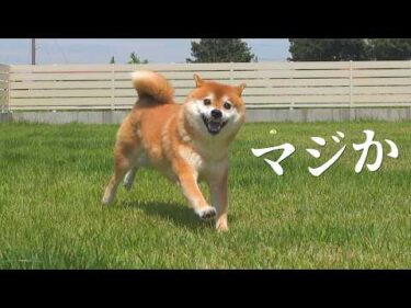 柴犬が庭から戻らないので、妹がまさかの神対応をしました