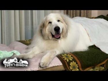 シャンプーへ行き綺麗になって笑顔が止まらないアランです　Great Pyrenees　グレートピレニーズ