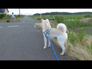 【秋田犬ゆうき】朝のお散歩は気持ち良いのでおしゃれ犬に順番待ちをされてもマーペースで歩く【akita dog】