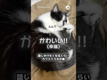 可愛くてたまらなくて話しかけてしまう｜PECO