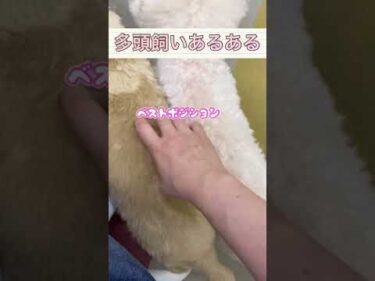多頭飼いあるある