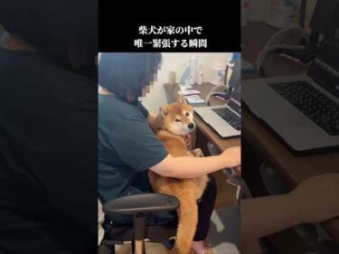 柴犬が家の中で唯一緊張する瞬間  #shibainu #かわいい #犬のいる暮らし