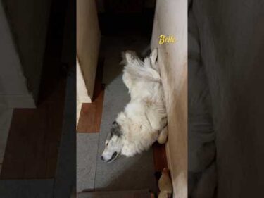 Belle ベル #greatpyrenees #todaysrunrun #グレートピレニーズ #今日のルンルン