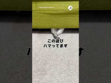 謎の遊びが一番楽しい｜PECO