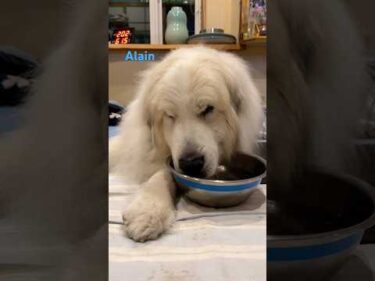 Alain アラン #greatpyrenees #todaysrunrun #グレートピレニーズ #今日のルンルン