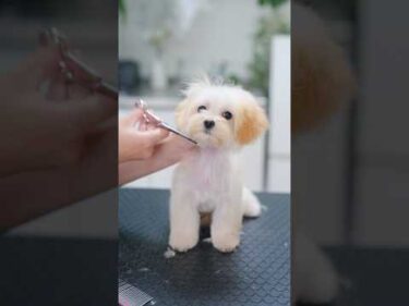 小さな子犬が初めてカットしたら・・・！