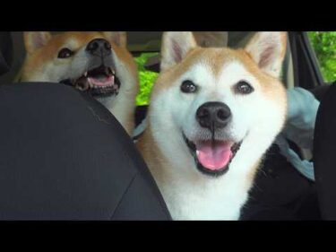 実家の柴犬を救いたい