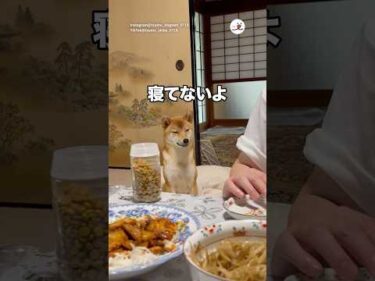 寝てないよ｜PECO