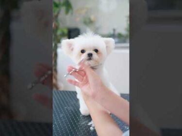 可愛いたち耳の眠たそうな子犬をカットしたら・・・