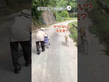 100歳1ヶ月になるおばあちゃんの歩幅に合わせるワンコ｜PECO