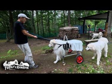 犬用車椅子を使って歩く練習を始めたアランです　Great Pyrenees　グレートピレニーズ