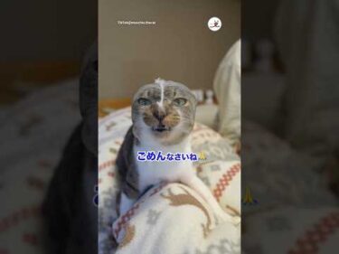 爪切り中こうなる｜PECO