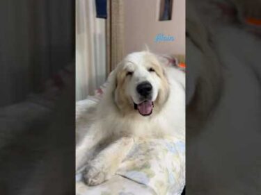 Alain アラン #greatpyrenees #todaysrunrun #グレートピレニーズ #今日のルンルン