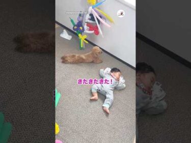 飼い主にバレないように赤ちゃんへ近づくワンコ｜PECO