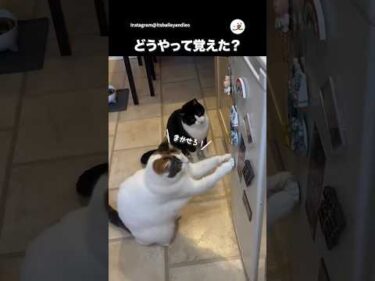 引くことを覚えた猫｜PECO