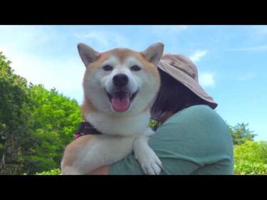 実家の柴犬が急遽帰りました