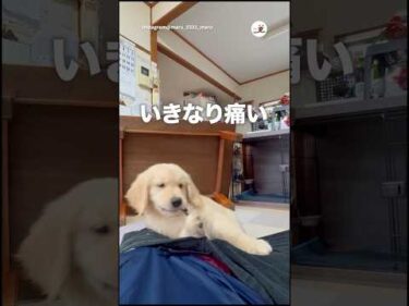 股にワンコがいると危ない｜PECO
