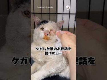 【保護猫】怪我をした猫がイケおじになった｜PECO