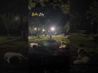 Belle Lily #greatpyrenees #todaysrunrun #グレートピレニーズ #今日のルンルン