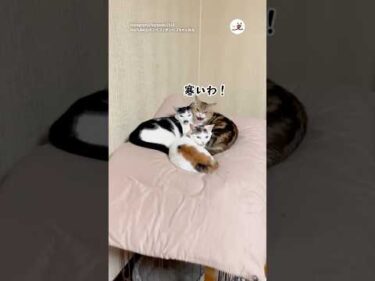 蒸し暑いので除湿をつけたら…｜PECO