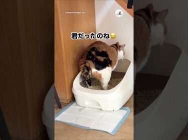 犯人は君だったんだね😂｜PECO