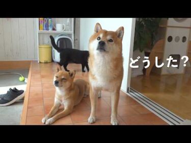 庭に出ない柴犬は何かに怯えてました。。