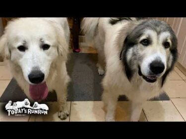 朝も夕方もお散歩の出発は嬉しくてウキウキなベルとリリーです　Great Pyrenees　グレートピレニーズ