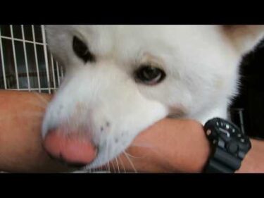 【秋田犬ゆうき】蔵出し映像てんこ盛り♪力があり余り過ぎてじっとなんかしていられなかった一歳の頃【akita dog】
