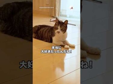 大好きなお兄ちゃんの部屋に通い続けた20歳の猫さん｜PECO