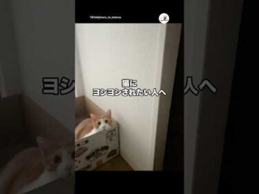 猫にヨシヨシされたい人へ｜PECO