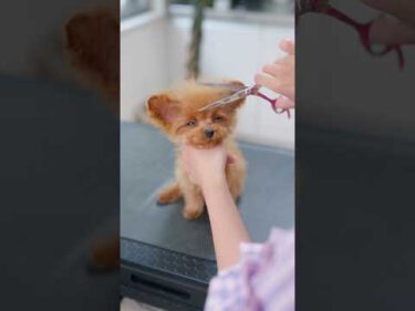 ｷｭｳｷｭｳ鳴いちゃう子犬をカットしたら・・・