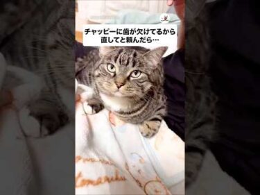 チャッピーに歯が欠けてるから直してと頼んだら…｜PECO