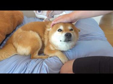 元気のないパパを見て、柴犬は全てを察しました